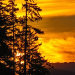 The silhouettes of tress contrast an amber-colored sky in this photo shared Dec. 9. (Courtesy Photo / Joseph Sypeck)
