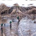 Part of a sord of mallards swims by the salt chuck. (Courtesy Photo / Kenneth Gill, gillfoto)