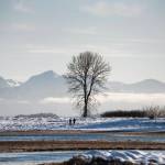One tree stands alone with the Chilkat Range in the background on Jan. 31, 2021. (Courtesy Photo / Kenneth Gill, gillfoto)