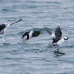A raft of Bufflehead take flight in Auke Cove on Dec. 18. (Courtesy Photo / Kenneth Gill, gillfoto)