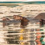 A sea lion raft splashes in Don D. Statter Harbor. (Courtesy Photo / Kenneth Gill, gillfoto)