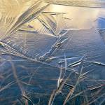 Wafer thin ice just barely covers the surface of a pond Out the Road. (Courtesy Photo/ Kenneth Gill, gillfoto)
