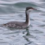 A winter horned grebe swims at Auke Recreation Area Cove on Friday, Dec. 18. (Courtesy Photo / Kenneth Gill, gilfoto)