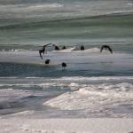 Nine crows survive in sub-Arctic Lemon Creek on Saturday, Feb. 13. (Courtesy Photo / Kenneth Gill, gillfoto)