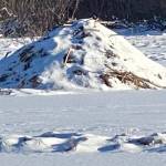 Anyone home? A beaver lodge sits on a frozen pond in a Cowee Creek meadow on Feb. 10. (Courtesy Photo / Denise Carroll)