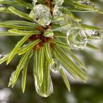 Raindrops freeze on spruce tips in the Dredge Lake area in late February. (Courtesy Photo / Denise Carroll)