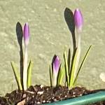 Crocus, seen in the Downtown Flats, are a sign that spring is coming. (Courtesy Photo / Denise Carroll)