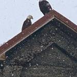 In a snowstorm, two eagles visit the iconic pump house near Sandy Beach on March 20. (Courtesy Photo / Denise Carroll)