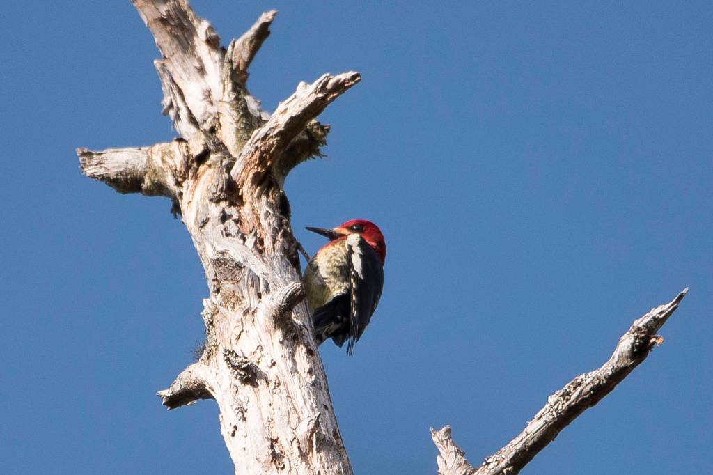 An early red-breasted sapsucker out by Amalga Harbor gets ready to snack on insects on March 18. (Courtesy Photo / Kenneth Gill, gillfoto)