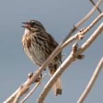 First sign of Spring 2021  the dulcet tones of the song sparrow, Southeast Alaska. (Courtesy Photo / Kenneth Gill, gillfoto)