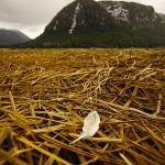 A lone feather rests upon dead grass with the Klawock Range in the background near Klawock on April 11. (Courtesy Photo / Marti Crutcher)