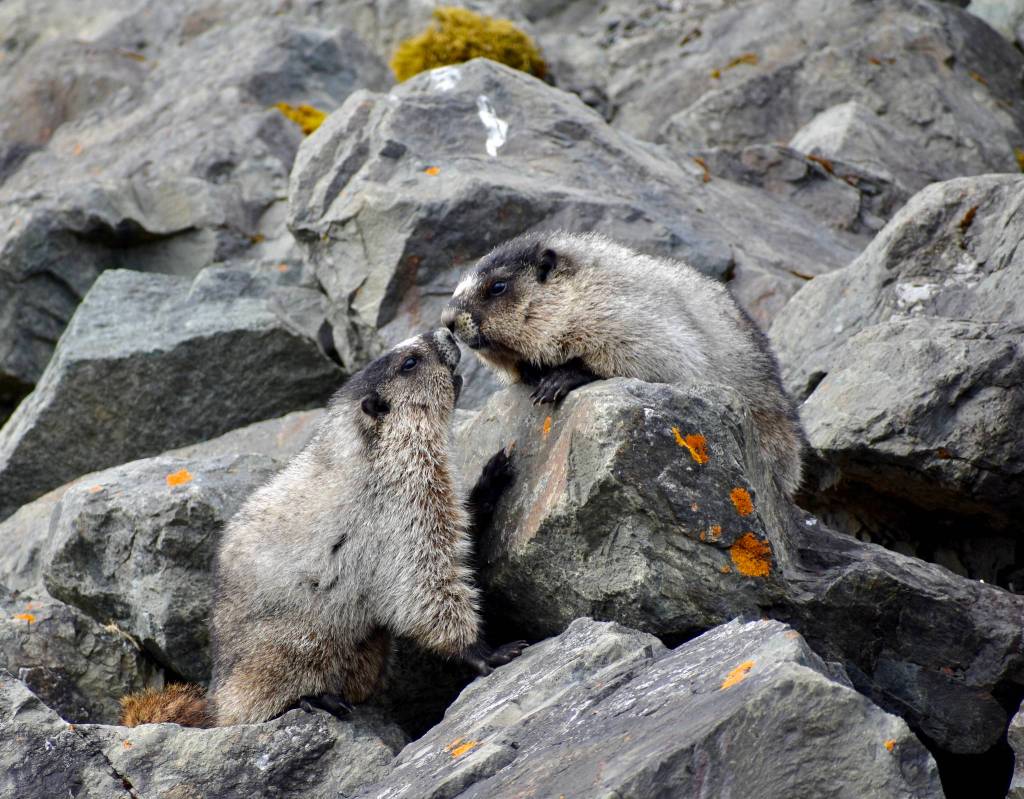 Love is in the air Marmot being affectionate to each other near the Shrine of St. Therese on May 1, 2021. (Courtesy Photo / Virginia Kelly)