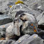 Love is in the air Marmot being affectionate to each other near the Shrine of St. Therese on May 1, 2021. (Courtesy Photo / Virginia Kelly)