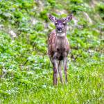 A deer poses for a picture near Breadline Bluff Trail on May 19, 2021. (Courtesy Photo / Virginia Kelly)