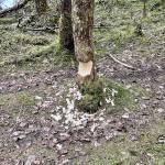 A beaver has been at work on Dredge Lake trail as evidenced by this April 26 photo. (Courtesy Photo / Scott Novak)