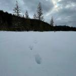 This photo was taken April 3 in the Amalga Meadows near the Eagle Valley Center. (Courtesy Photo / Deana Barajas)