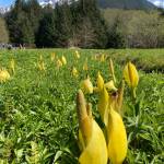 This photo shared on May 19, 2021, shows skunk cabbage in a meadow. (Courtesy Photo / Deborah Rudis)
