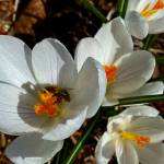 A bee visits a flowering crocus in a downtown garden on April 15. (Courtesy Photo / Denise Carroll)