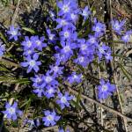 Flowering Glory of the Snow as seen in a downtown garden on April 6. (Courtesy Photo / Denise Carroll)