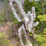Called pussy willows when their furry catkins are young in early spring as seen on Nugget Falls trail on May 2. (Courtesy Photo / Denise Carroll)
Called pussy willows when their furry catkins are young in early spring as seen on Nugget Falls trail on May 2. (Courtesy Photo / Denise Carroll)