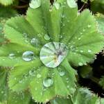 A Ladys Mantle leaf catches raindrops in a Glacier Avenue garden on May 13, 2021. (Courtesy Photo / Denise Carroll)