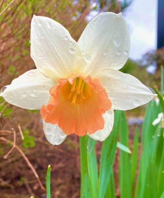 Dew drops on a daffodil as seen on a downtown walk on May 10, 2021. (Courtesy Photo / Denise Carroll)