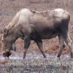 This photo taken in early may during the Kachemak Bay Shorebird Festival in Homer shows a moose. (Courtesy Photo / Carolyn Kelley)