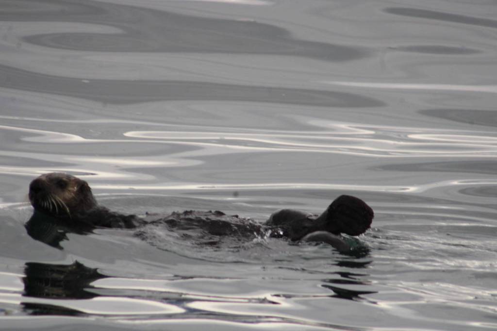 This photo taken in early may during the Kachemak Bay Shorebird Festival in Homer shows an otter. (Courtesy Photo / Carolyn Kelley)