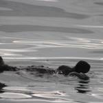 This photo taken in early may during the Kachemak Bay Shorebird Festival in Homer shows an otter. (Courtesy Photo / Carolyn Kelley)