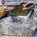 A seal contorts into a yoga-like pose. (Courtesy Photo / Virginia Kelly)