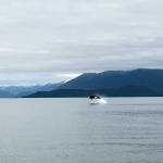 An orca breaches near Little Island on July 3. (Courtesy Photo / Steven Parker)