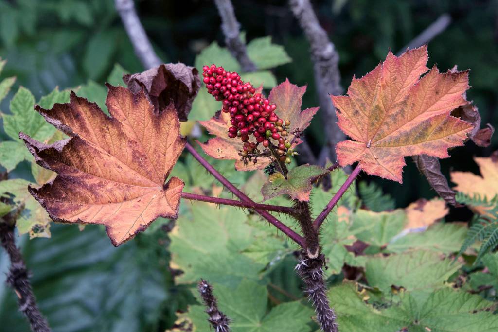 Devils Club with end of summer color seen Out the Road. (Courtesy Photo / Kenneth Gill, gillfoto)