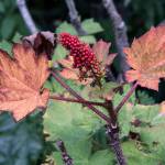 Devils Club with end of summer color seen Out the Road. (Courtesy Photo / Kenneth Gill, gillfoto)