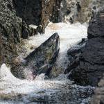 A chum (dog) salmon swims in the canyon of death, at the salt chuck at Amalga Harbor. (Courtesy Photo / Kenneth Gill, gillfoto)