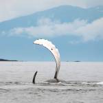 Humpback whales roll with pectoral fins above the water, just outside Tenakee Inlet on July 18. (Courtesy Photo / Kenneth Gill, gillfoto)