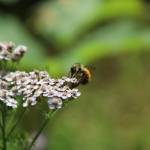 This photo taken on Chichagof Island shows Achillea millefolium (Yarrow) and a pollinator. (Courtesy Photo / Rachel Zepp)
