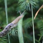 A slug is perched on a plant on Chicagof Island. (Courtesy PHoto / Rachel Zepp)