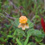This photo taken on Chichagof Island shows Rubus chamaemorus (Cloudberry). (Courtesy Photo / Rachel Zepp)