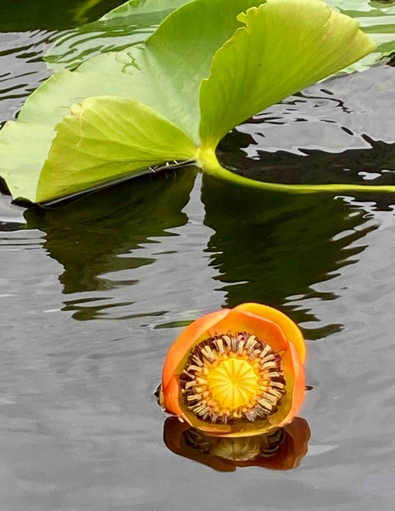 This photo shows yellow pond lily reflections. (Courtesy Photo / Deborah Rudis)