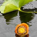This photo shows yellow pond lily reflections. (Courtesy Photo / Deborah Rudis)