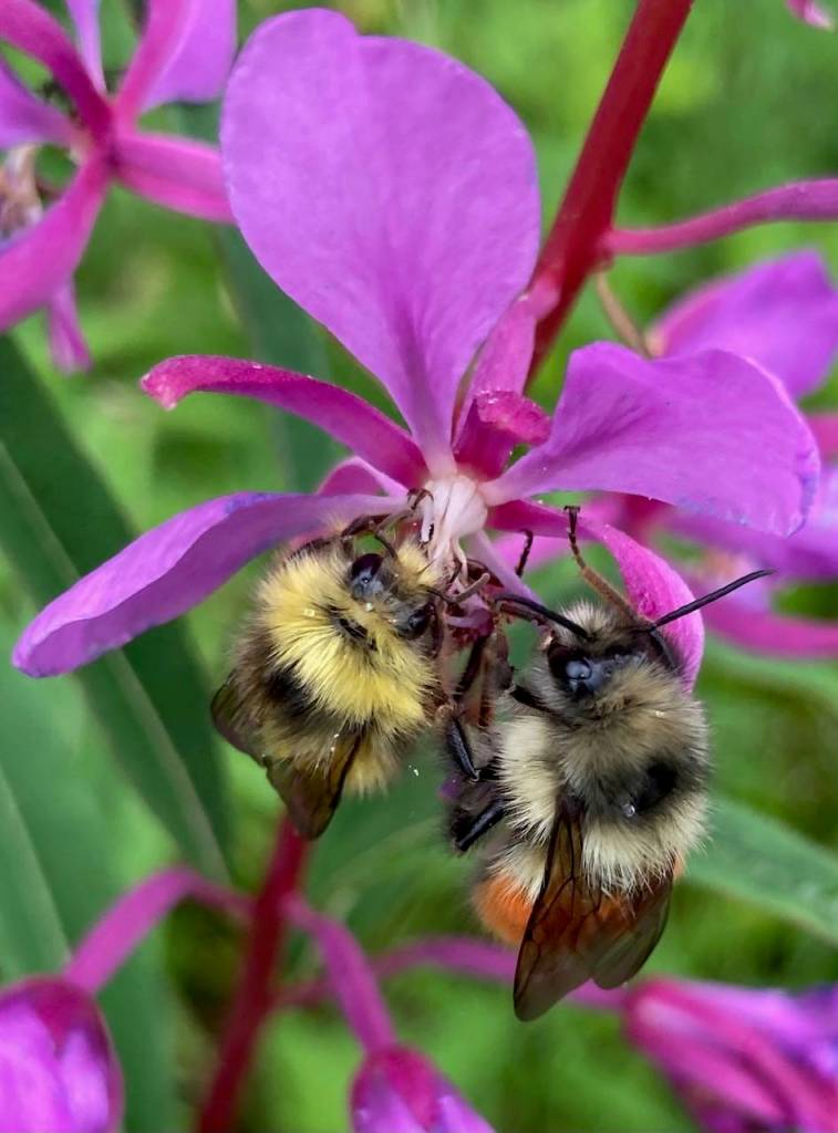 This photo shows bees on fireweed. (Courtesy Photo / Deborah Rudis)
