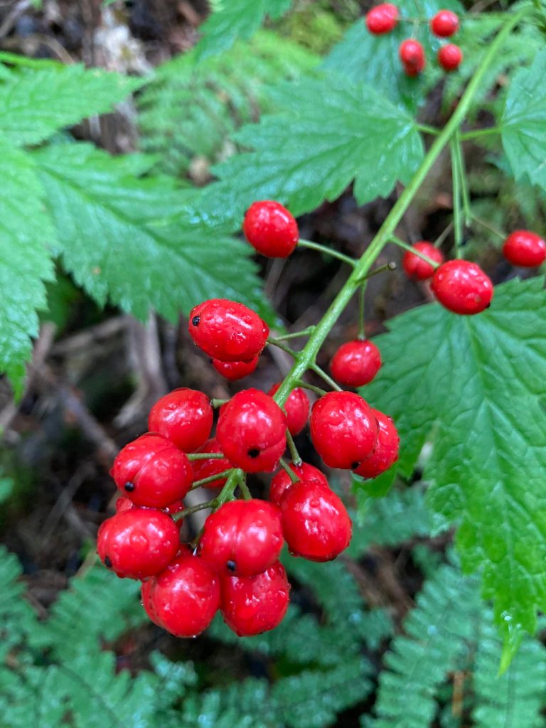 This photo shows pretty but toxic baneberries. (Courtesy Photo / Deborah Rudis)