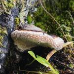 Bracket fungus collecting morning dew. Found by Sarkar Lake on Prince of Wales Island on July 18. (Courtesy Photo / Marti Crutcher)