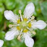 This photo shows grass of parnassus. (Courtesy Photo / Deborah Rudis)