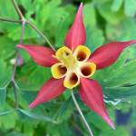 Columbine, resembling an exotic star, blooms in the Juneau highlands area seen on July 5,