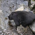 Ready, set, jump!! This black bear waits for a fish to swim by on Anan Creek on July 22. (Courtesy Photo / Denise Carroll)