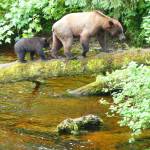 A brown bear sow and cub are off to find a better fishing spot on Anan Creek on July 22. (Courtesy Photo / Denise Carroll)