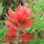 This photo shows an orange paintbrush. The photo was taken today, July 27, on the wetlands. (Courtesy Photo / Gary Miller)
