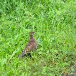 A ptarmigan walks along the side of the road near the Shrine of St. Therese. (Courtesy Photo / Ethan Hursh-Eslava)