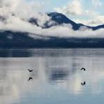 Two herons reflected in Tenakee inlet. (Courtesy Photo / Linda Buckley)